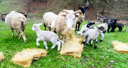 sheep in green pasture grazing and eating hay